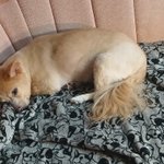 Photo by 아다폭격기(샴푸)(상태:11월부터진짜폭식끊고다이어트함진짜로)(마음가짐:얼라이언스를 위하여) (@dalgibang)