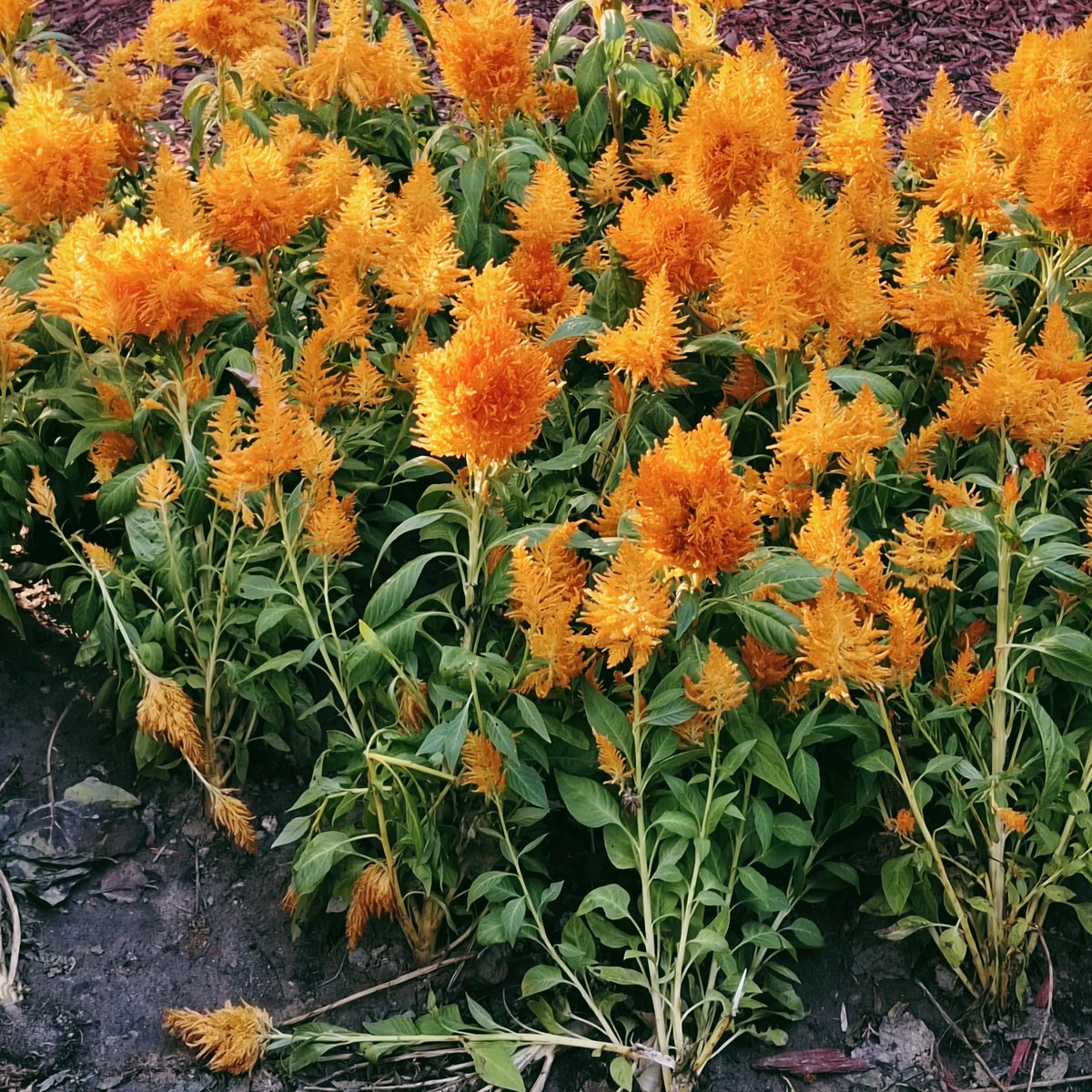 fenlan2130's tweet photo. 不知道是什么花🌸 https://t.co/yIdV96P8rW