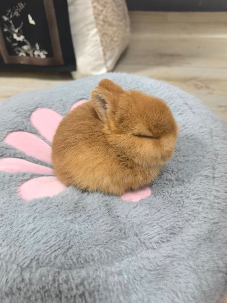 ashyaywoohoo's tweet photo. literally just a ball of fluff 😭 https://t.co/GTtkLZ6tPi