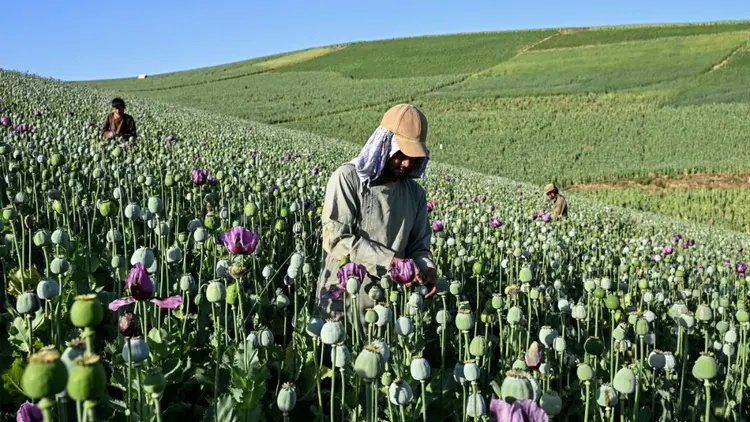 PakistanTVcom's tweet photo. Opium poppy cultivation and production have surged in Afghanistan despite a 2022 narcotics ban introduced by Taliban authorities, the United Nations said in a report published Thursday. https://t.co/02UdG5ilWP
