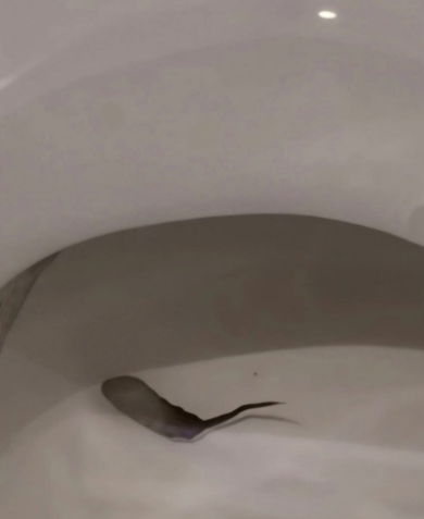 britchene24's tweet photo. トイレ入って電気つけた瞬間
便器の中で何か動いてて普通に発狂したわ…

こんなの初めて見たんだけど
これは一体何？😰 https://t.co/7v4xs4e3tK