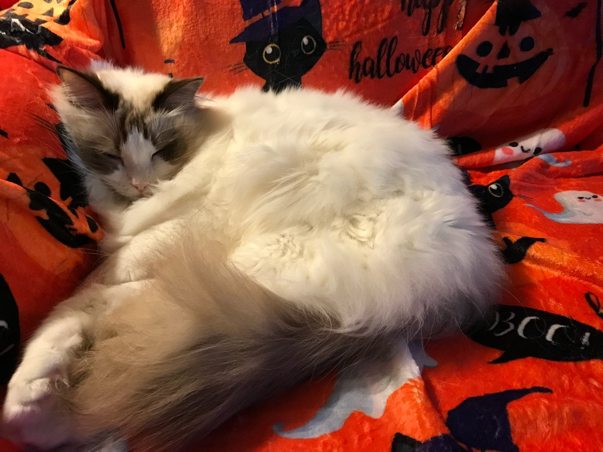 DaisyCatNine's tweet photo. Snuggle and read me with me on #fluffyfursday of Halloween week! #amreading #amwriting

https://t.co/UN22pAd0ap https://t.co/EJcA6dqhKi