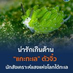 Photo by เอ็มชีส (@m_mpulemu)