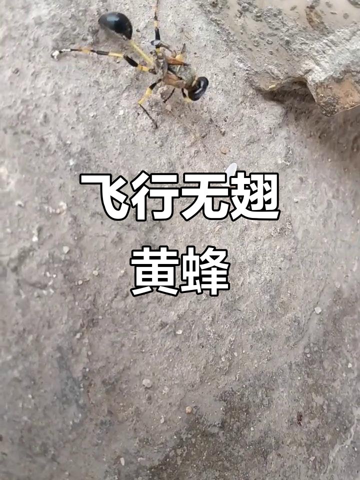 umehi3's tweet photo. [怪稚な子供が怖がるハチの群れ、おいしいお弁当を前に怯える様子] https://t.co/uE4vuiCcvu