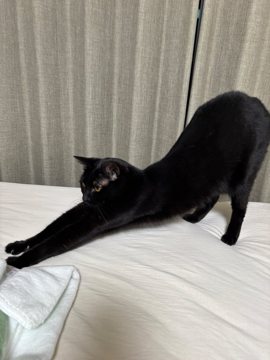 Freememes_01's tweet photo. เหนื่อยจังเลยน้า 🐈‍⬛ https://t.co/OY3rVs3QyJ