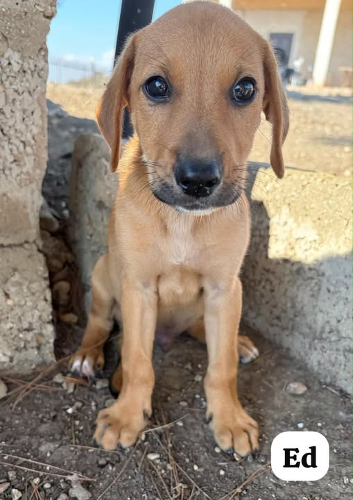 Luca_15_5's tweet photo. Guardatelo negli occhi 🥰
Guardate quanto è dolce❤️‍🔥
Ed ha 3mesi ed è di una bellezza disarmante 😍Eppure è invisibile agli occhi del mondo🥺
Non lasciamo che cresca dietro un recinto o senza il calore di una vera casa🏡
Cambiamo il suo destino ‼️
Info
324 6135557 https://t.co/apJ8VTEr7T