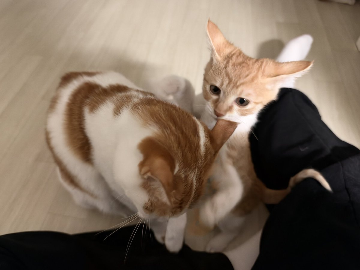 kogamz's tweet photo. 야야 귀 물어뜯지마 이눔마 https://t.co/h5jKFLSsTr