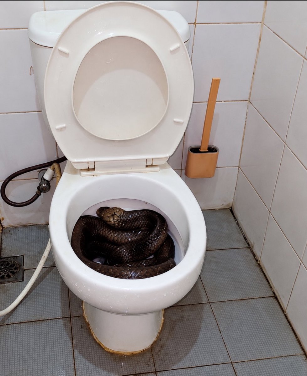 ziecity's tweet photo. You walked into your bathroom and saw this, 

what will be your next move ?? https://t.co/QKtsaMmdkJ
