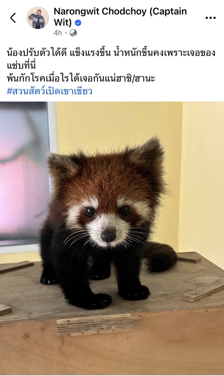 SunaOnne's tweet photo. ผอ.สวนสัตว์แปลกเขาเขียว อัปเดตยัยหนูแพนด้าแดง น่ารักสดชื่นขึ้นมากเลยลูกเอ๊ย

#สวนสัตว์เปิดเขาเขียว 
#แพนด้าแดง https://t.co/6tSw8UJxqm