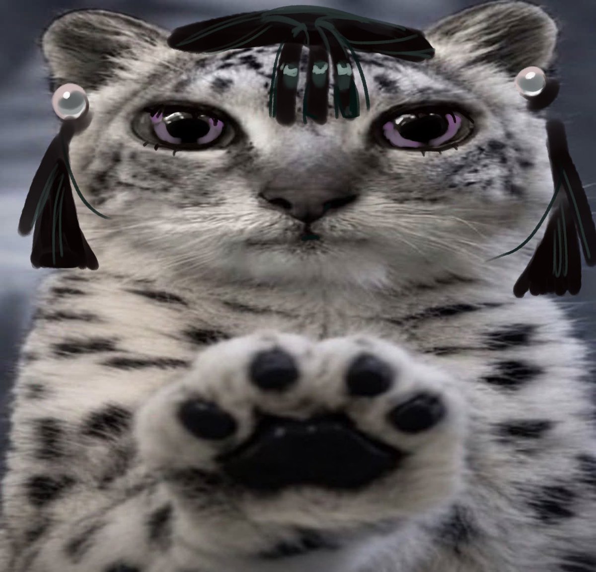 peanutseagle's tweet photo. snow leopard sua edit https://t.co/bwWs18q9S0