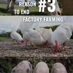 Photo by Compassion in World Farming UK (@ciwf)