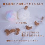 Photo by オサキ狐のアサキ (@asakisiu)