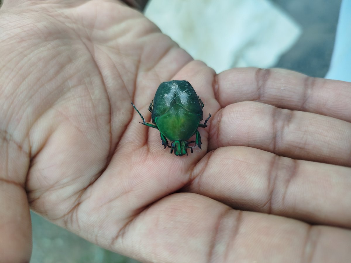 Colyurax's tweet photo. Me encontré a éste escarabajo tirado boca arriba en la calle y lo deje en unas ramas de pino 
#beetle
#nature https://t.co/shDPzE7cDe