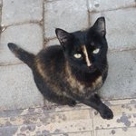 Photo by Χλε_Μπονα Γουιντερ (@KatKatPt)