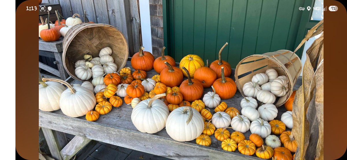 Sugaree842's tweet photo. @KarynCurtis21 Good Morning, Karen! Here are some pumpkins for you! 🎃 https://t.co/2ADfyNGv9k