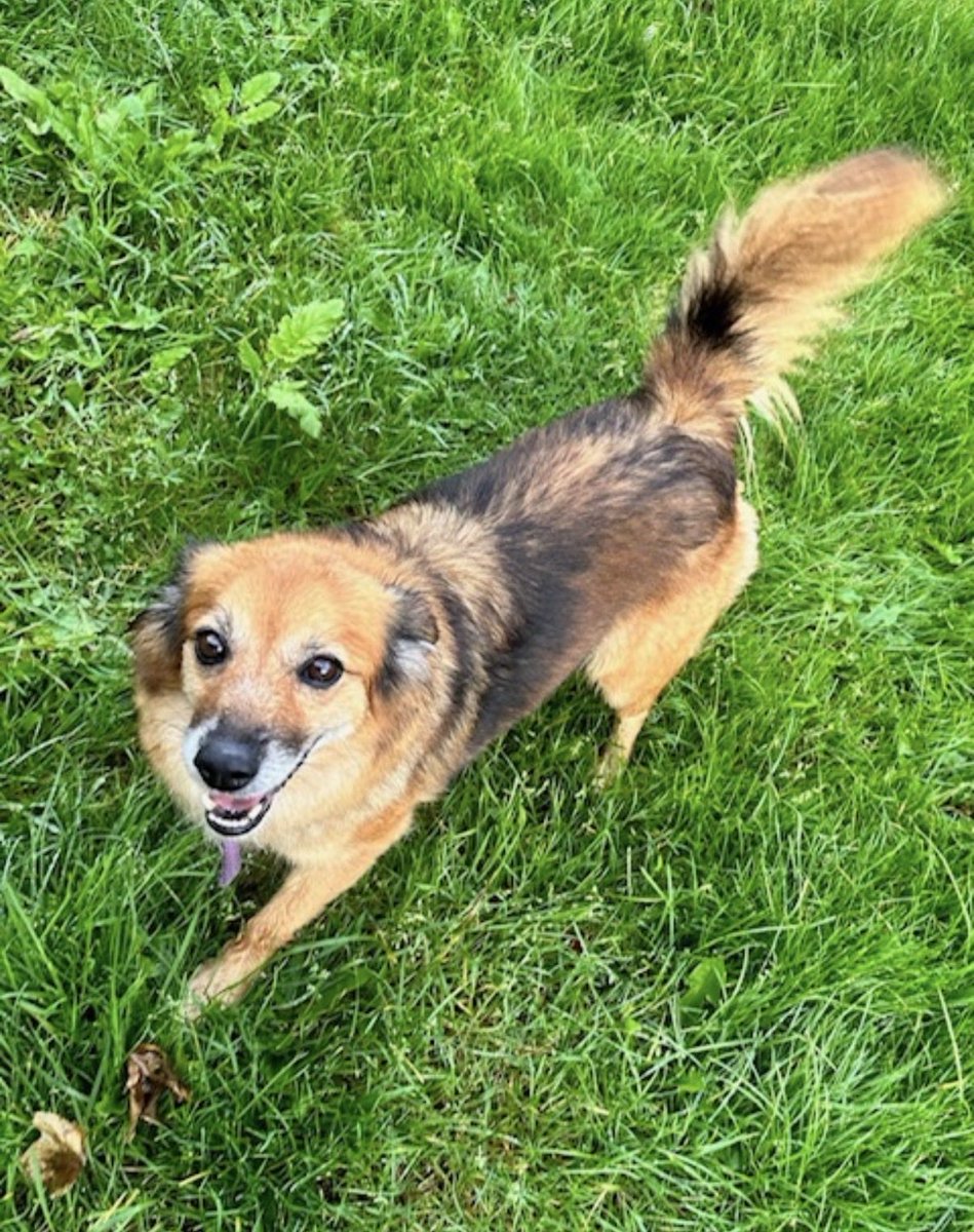 H2RScotland's tweet photo. Connie is a 9 year old female cross breed. She is looking for a new home as sadly her owner passed away.
Connie is best in a home without other pets as this is what she is use too. She would be best in a home without kids.
Connie is chipped and spayed and fully house trained.
She gets heart medication daily for her cardiac valve, she does well on her medication which doesn't cause her any issues.
Connie eats butchers complete wet food, grain free and absolutely loves treats! 
She adores people and will jump up to sit next to anyone who visits. She is registered with the vets.
Her owner's family have agreed to pay half of her monthly medication for the rest of her life. 
Connie travels well in the car. 
She walks well on the lead but will pull if she sees another dog.
Connie isn't a fan of being groomed.
She would be best with someone who is on their own or a couple looking for a companion.
For more information please email info@help2rehome.com