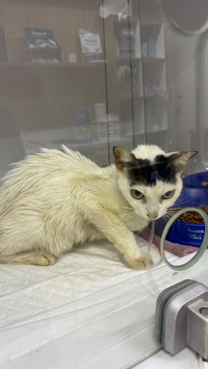 5h1k0l4y's tweet photo. ⚠️SALVE CHIQUINHA⚠️

minha princesa esta com quadro de anemia severa, desidratada pois não come e mal beb água por mais que comprasse sache todos os dias pra ela comer, ela bebia pouquíssimas agua

pix: gleicyfanttinyy@gmail.com https://t.co/kjswnvYuv7