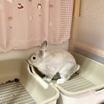 Photo by ﾎｲｯﾌﾟ🐰ふわあまうさぎ (@vanbonden)