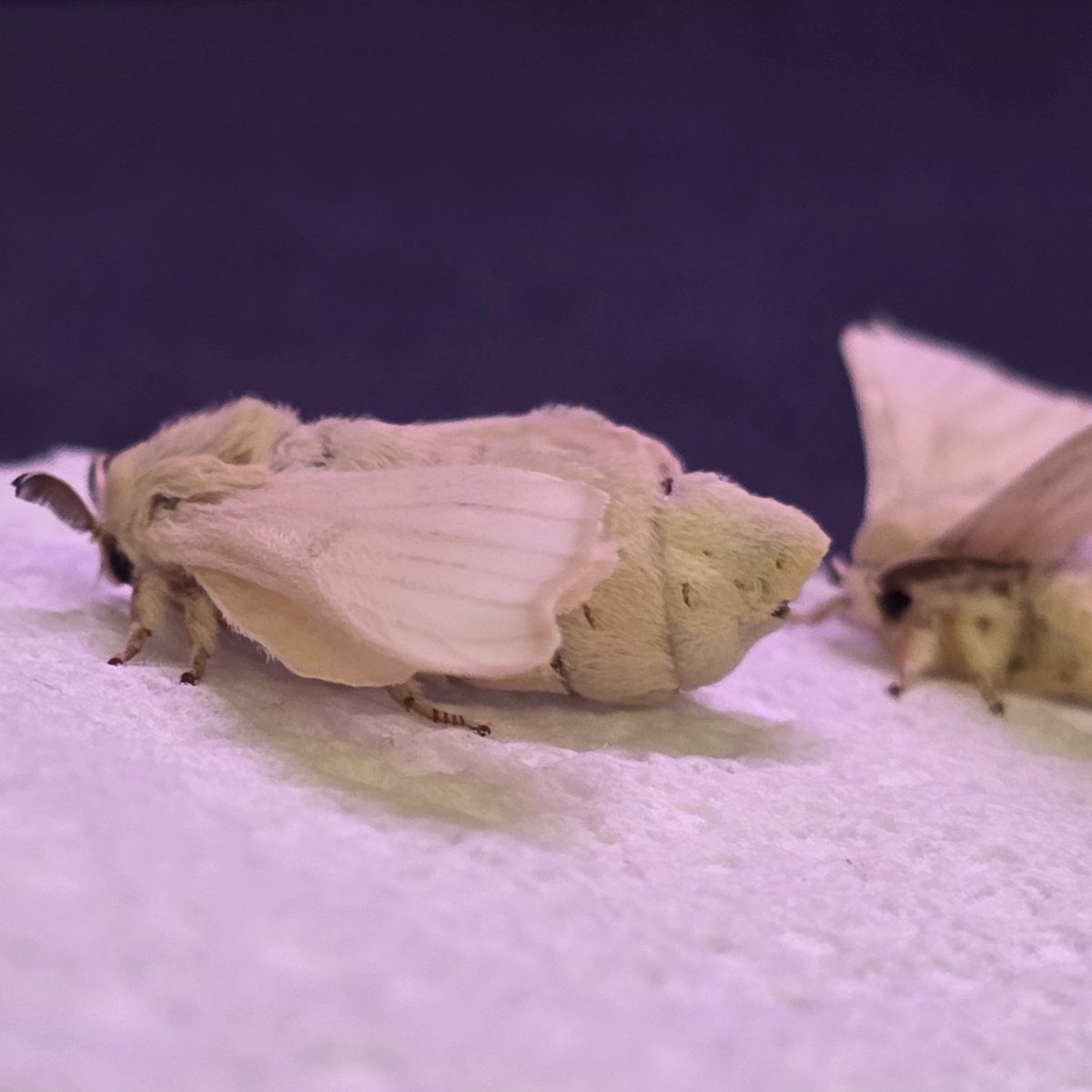 ManducaMori's tweet photo. Other silkmoth looking at her abdomen like

"👁👄👁 DAYUM" https://t.co/cT6AwLDn3h