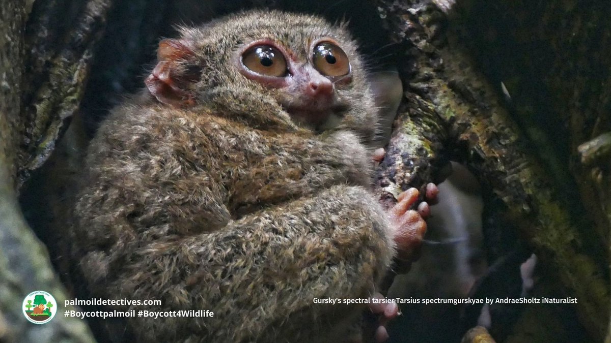 PalmOilDetect's tweet photo. Found in tree hollows of #Sulawesi #Indonesia, tiny #primates 🐵🧐 Gursky’s Spectral #Tarsiers are #carnivores with their food, #insects 🪲🦗 being poisoned by #palmoil and #pesticides ☠️ Fight for them! #Boycottpalmoil #Boycott4Wildlife https://t.co/eFv9QAXrW1 https://t.co/gYx72IKyYJ