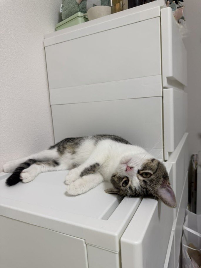 _pomero_'s tweet photo. もしかしてうちの家猫(ヒモニート)かわいすぎる？ https://t.co/G3M8Fwjomx