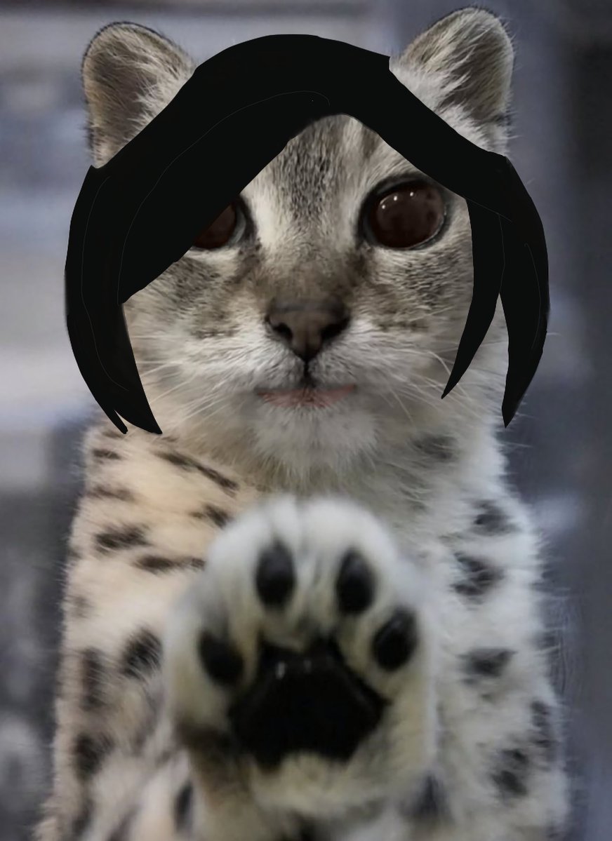 Bromineed's tweet photo. *paws at u* Get me the Amber
*paws at u* Get me the Amber
*paws at u* Get me the Amber
*paws at u* Get me the Amber https://t.co/ukVPWQnGfC