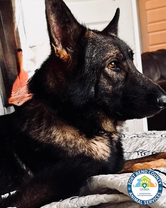 Image from Fort Bend County Animal Services (@FBCASTX)