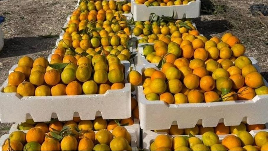 تساقط ثمار الحمضيات يهدد المزارعين بخسائر جديدة 