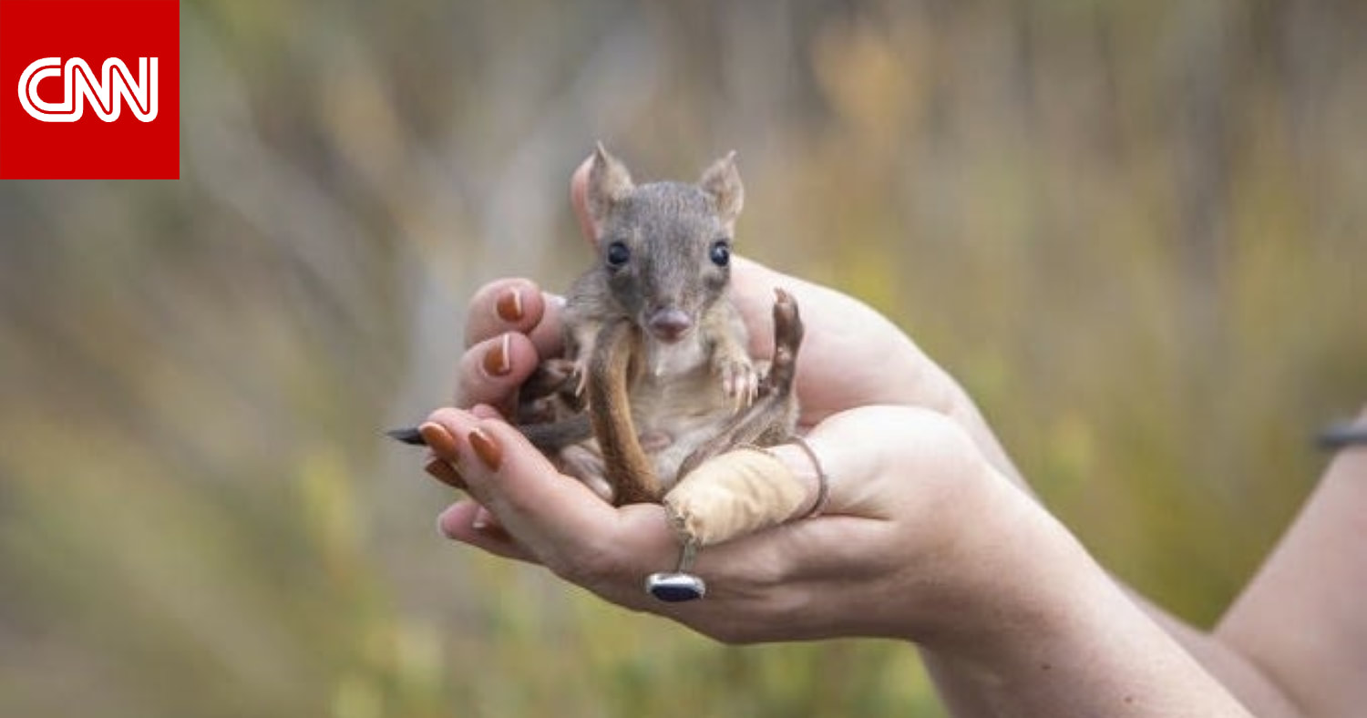 شبه بكنغر صغير.. كيف عاد حيوان الـ"بيتونغ" كثيف الذيل من حافة الانقراض في أستراليا واستعاد موطئ قدمه في البرّ الرئيسي؟ 