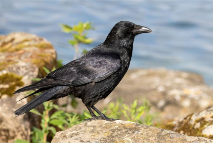 سر الذكاء الانتقامي لدى الغراب.. لماذا لا ينساك أبداً؟ #سرايا 