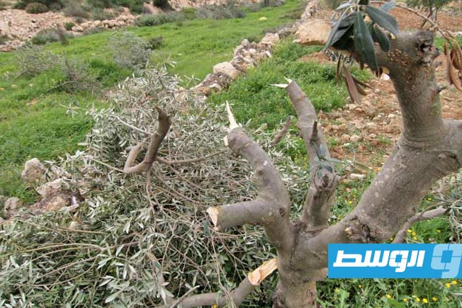 قوات الاحتلال تقتلع عشرات أشجار الزيتون في سلفيت الفلسطينية #الوسط 