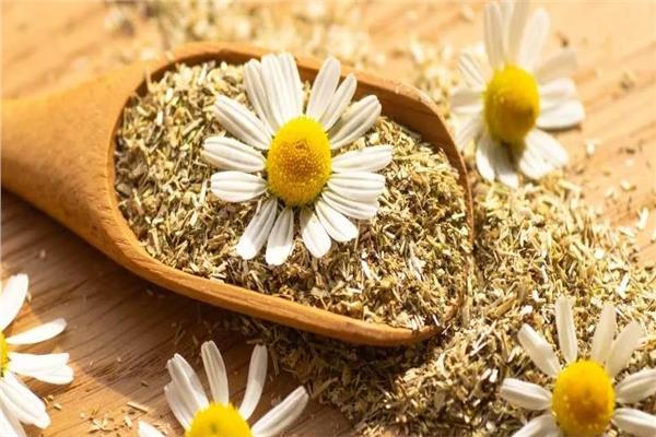 «أضرار البابونج».. محاذير قبل تناوله يوميًا 