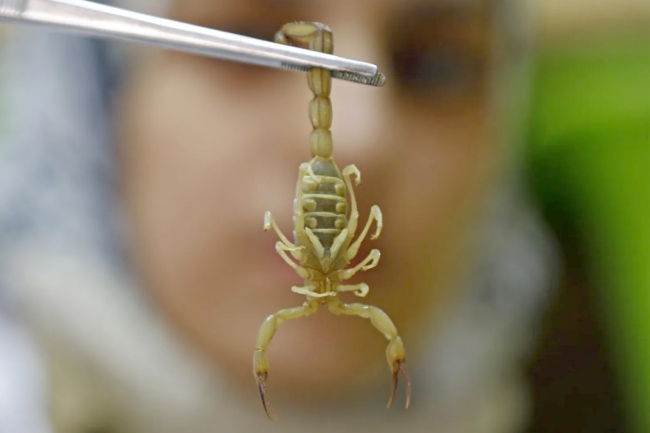 اكتشاف عقرب أبيض وصغير 