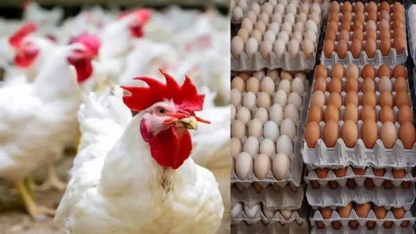 عاجل | أسعار الفراخ اليوم الخميس 16 ديسمبر.. كم وصل البانيه والبيض؟ 