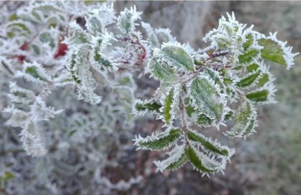 الأرصاد تحذر: أجواء باردة وضباب وصقيع الجمعة في المملكة 