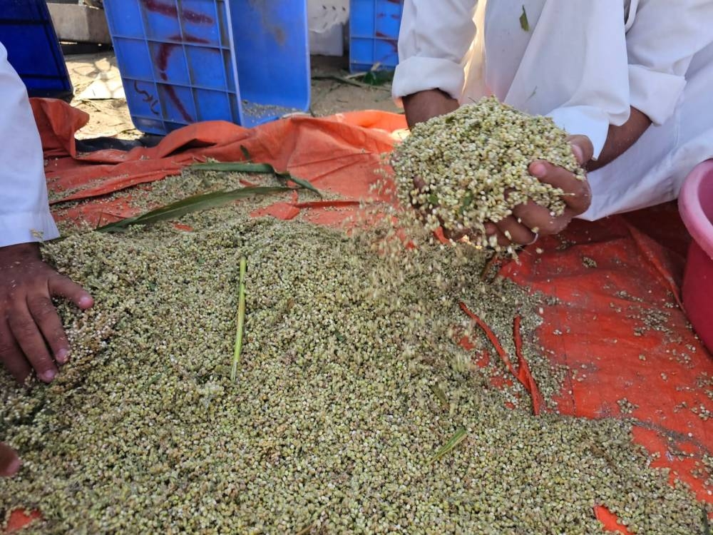 خضير الذرة الرفيعة يغزو نصف مليون مائدة سعودية 