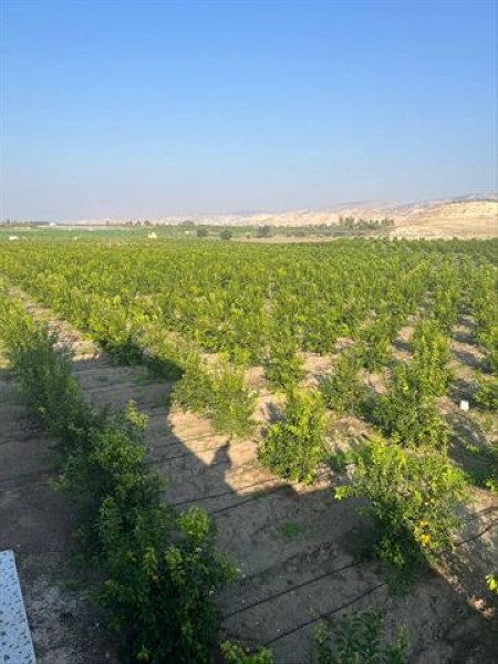 "الماركوت" الإسباني يحقق نقلة في زراعة الحمضيات في الأغوار الشمالية #الأردن 