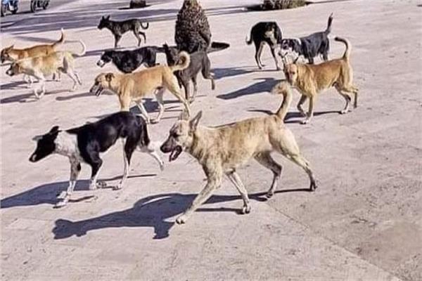 عاجل.. تحرك برلماني لمواجهة أزمة انتشار الكلاب الضالة في الشوارع 