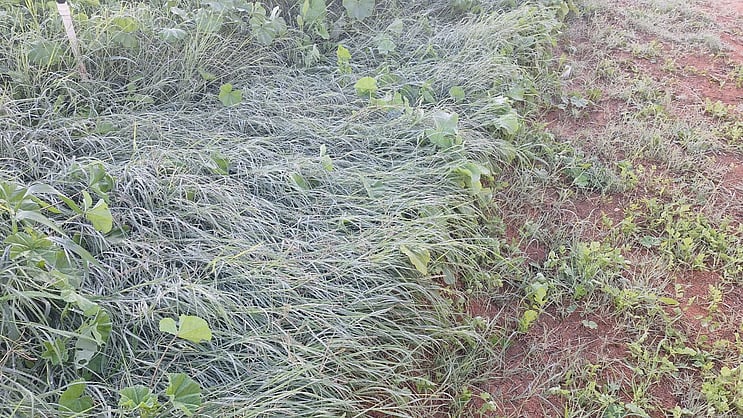 اكتست بالبياض فجرًا وحتى الصباح.. الجليد يزيّن المزروعات في شقراء. تشكّل الجليد على المزروعات قبيل الفجر. استمرار البياض حتى السابعة صباحًا. موجة برد شديدة وانخفاض كبير في الحرارة. حالة نادرة تشهدها شقراء هذا العام 