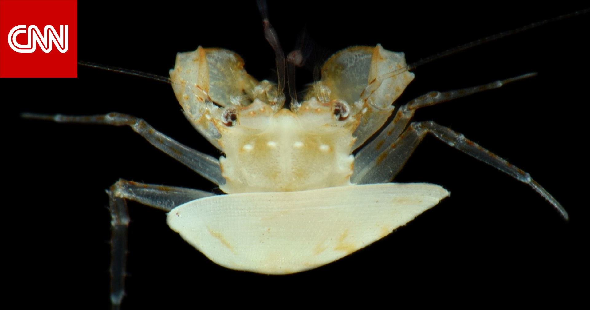 على عمق يزيد عن 90 مترًا قبالة غوام.. باحثون يوثقون كائنات مدهشة في "منطقة الشفق" ويكشفون مؤشرات لتغير حرارة المحيط 