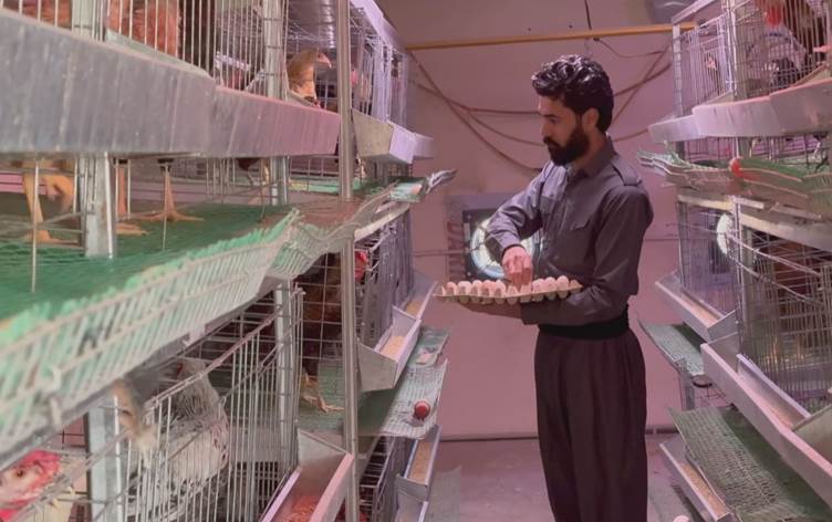 خريج قسم الثروة الحيوانية في كفري يحوّل بحثه إلى مشروع تربية 1000 دجاجة لإنتاج البيض 