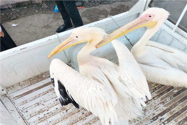 عاجل.. البيئة تصادر طيور البجع من سوق السمك بالإسماعيلية 
