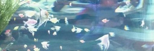 2ba2wariwari_'s profile banner image