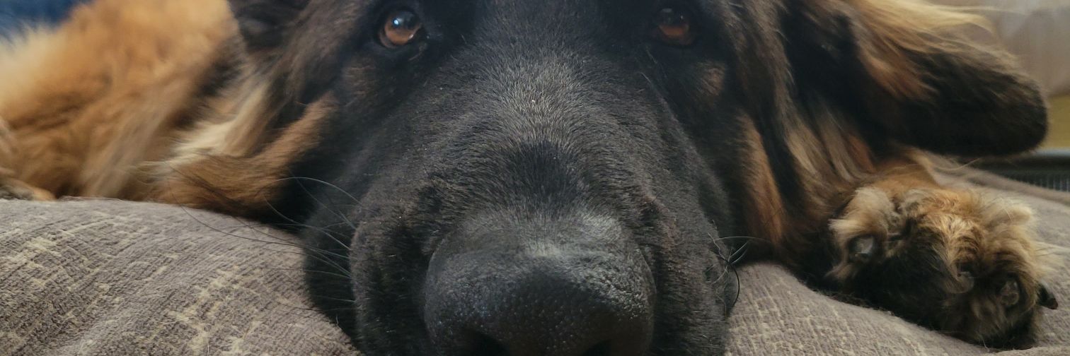 JoelRogalka's profile banner image