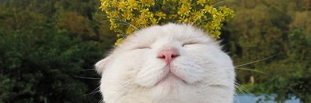 RMartocchio's profile banner image
