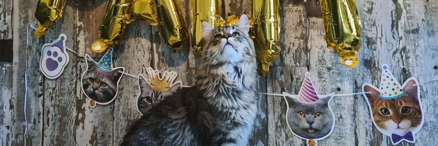 cloclohello's profile banner image