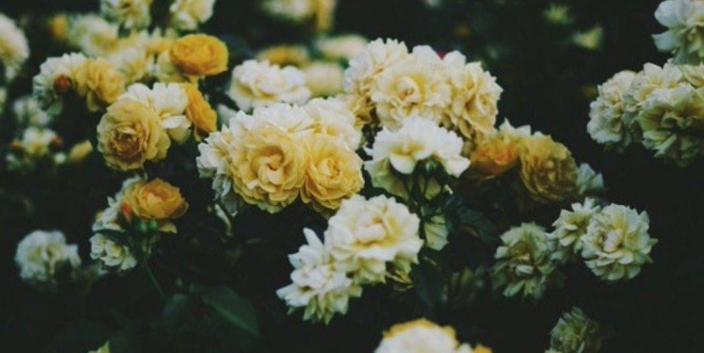 MYaninka's profile banner image