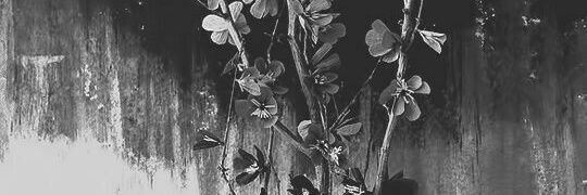 fighting girl banner