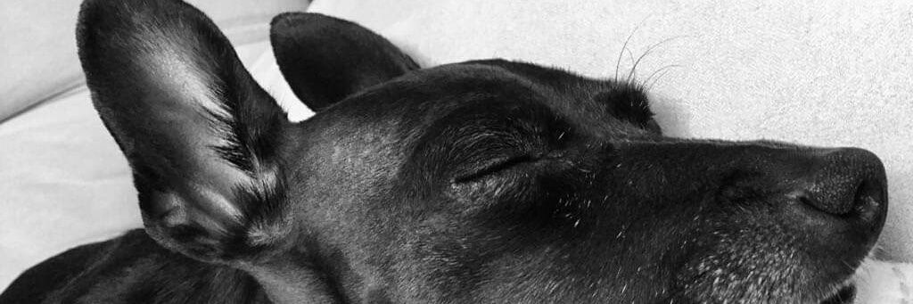 pedrobustos_8's profile banner image