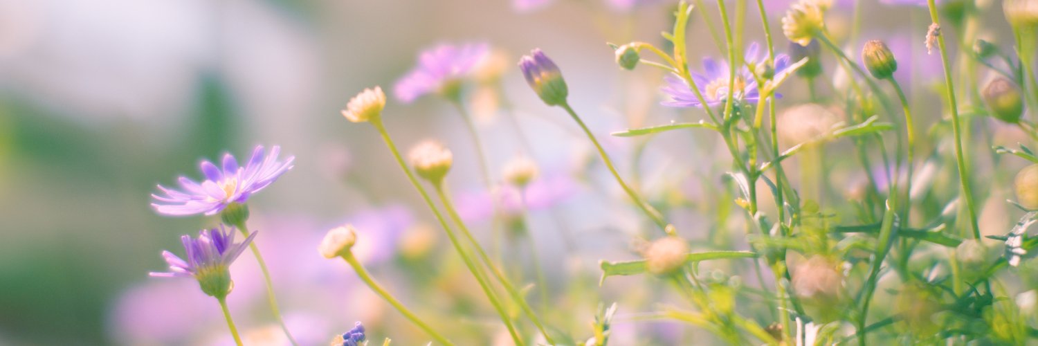 josefraschen's profile banner image